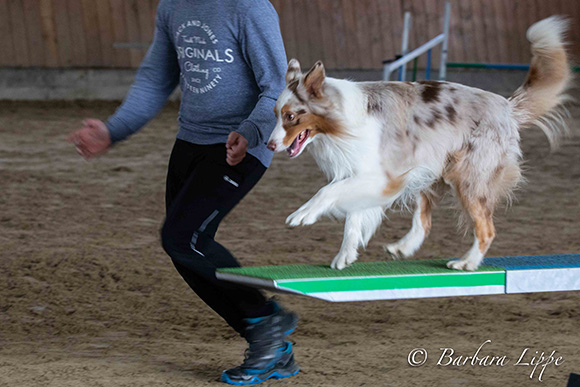 Agility Münsterland Cup 2019 Wippe