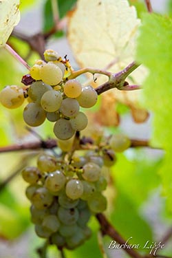 Weinernte Posten 20 Rebe