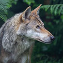 Wolf Wildpark Granat EF