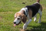 Beaglespielplatz feiert sein einjähriges Jubiläum