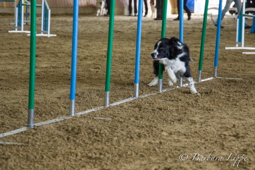 Agility Turnier beim RFV Reken