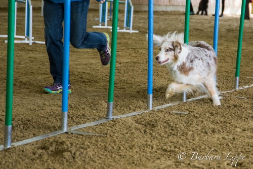 Agility Turnier beim RFV Reken