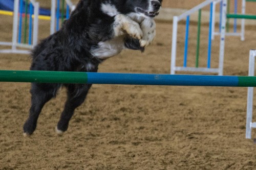 Agility Turnier beim RFV Reken