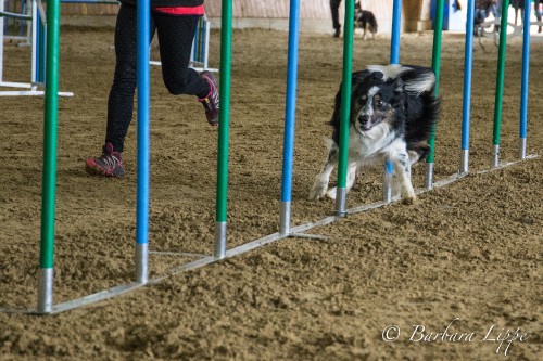 Agility Turnier beim RFV Reken