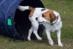 Beaglespielplatz feiert sein einjähriges Jubiläum