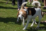 Jubiläum Beaglespielplatz-4