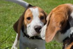 Jubiläum Beaglespielplatz-5