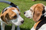 Beaglespielplatz feiert sein einjähriges Jubiläum