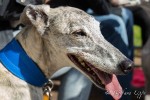 Hunderennen am Gevelsberg