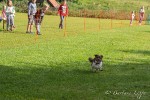 Hunderennen-5