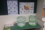 Schmetterlingsfreundliche Ellering-Schule