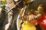 Schmetterlingsfreundliche Ellering-Schule
