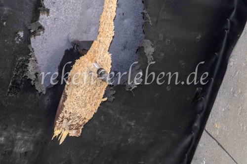 SchF MV Vogelstange 2019-32